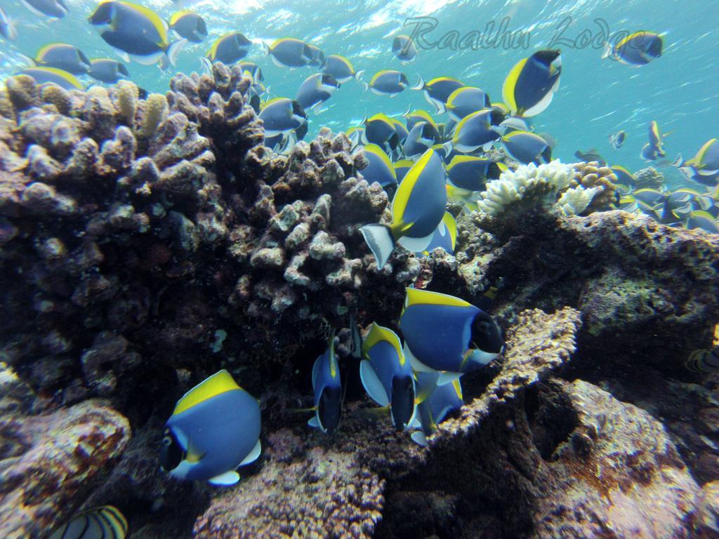 Raalhu Lodge Himmafushi Esterno foto